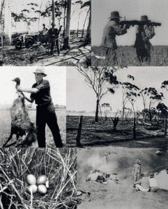 The Great Emu War