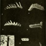 Himalayan Fossil Hoax