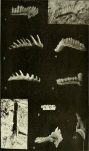 Himalayan Fossil Hoax