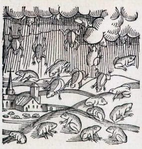 Raining Animals