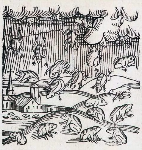 Raining Animals