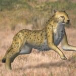 Acinonyx Kurteni