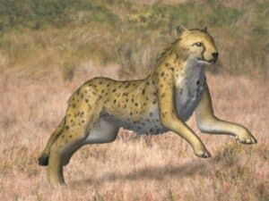 Acinonyx Kurteni