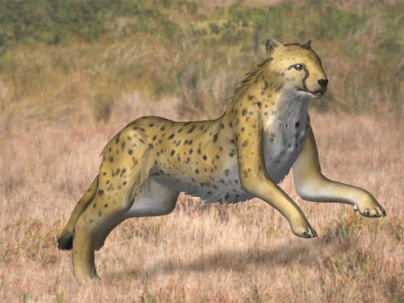 Acinonyx Kurteni