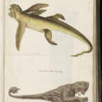 Steller's Sea Ape