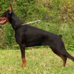 Choking Doberman