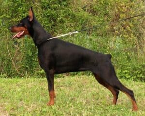 Choking Doberman